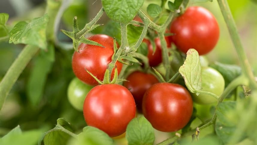 Preço do tomate longa vida tem alta em Caxias do Sul e agricultores antecipam plantio