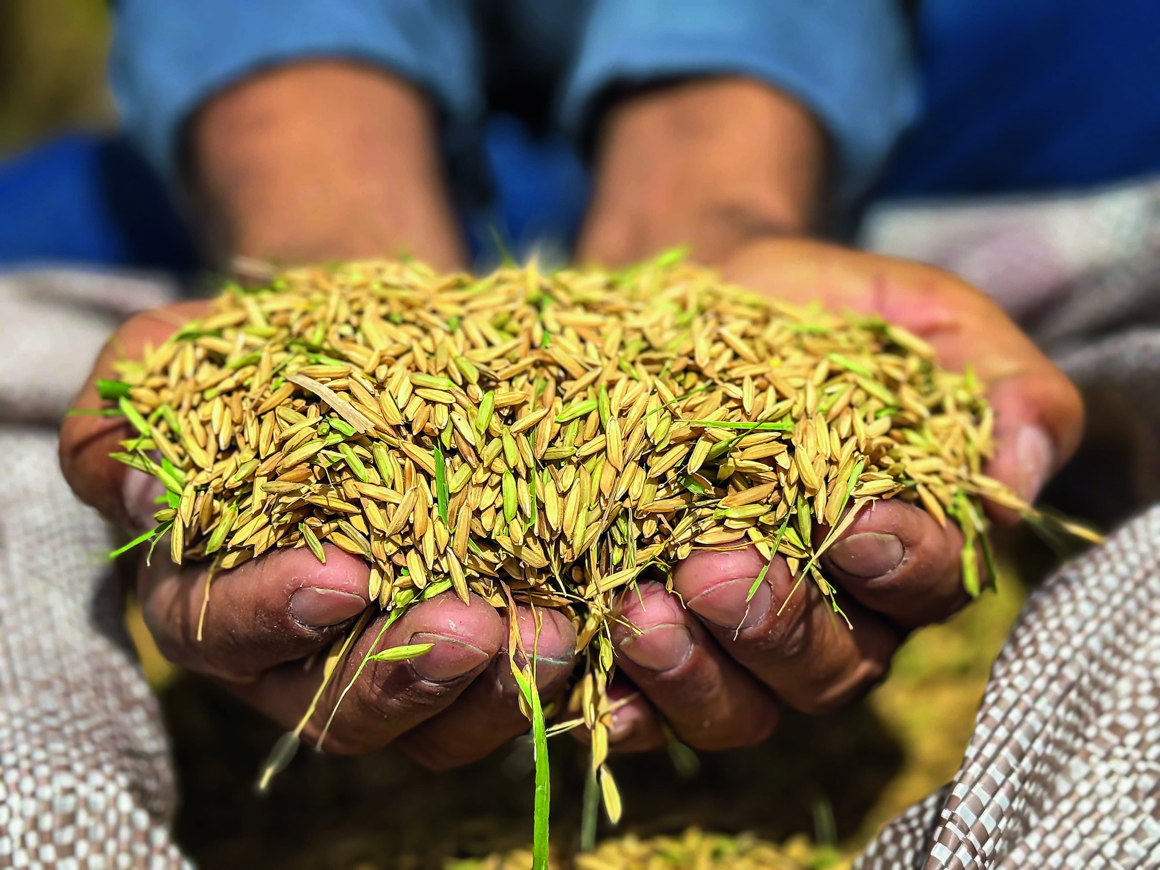 Crescimento na produção de arroz em Alagoas traz novas perspectivas