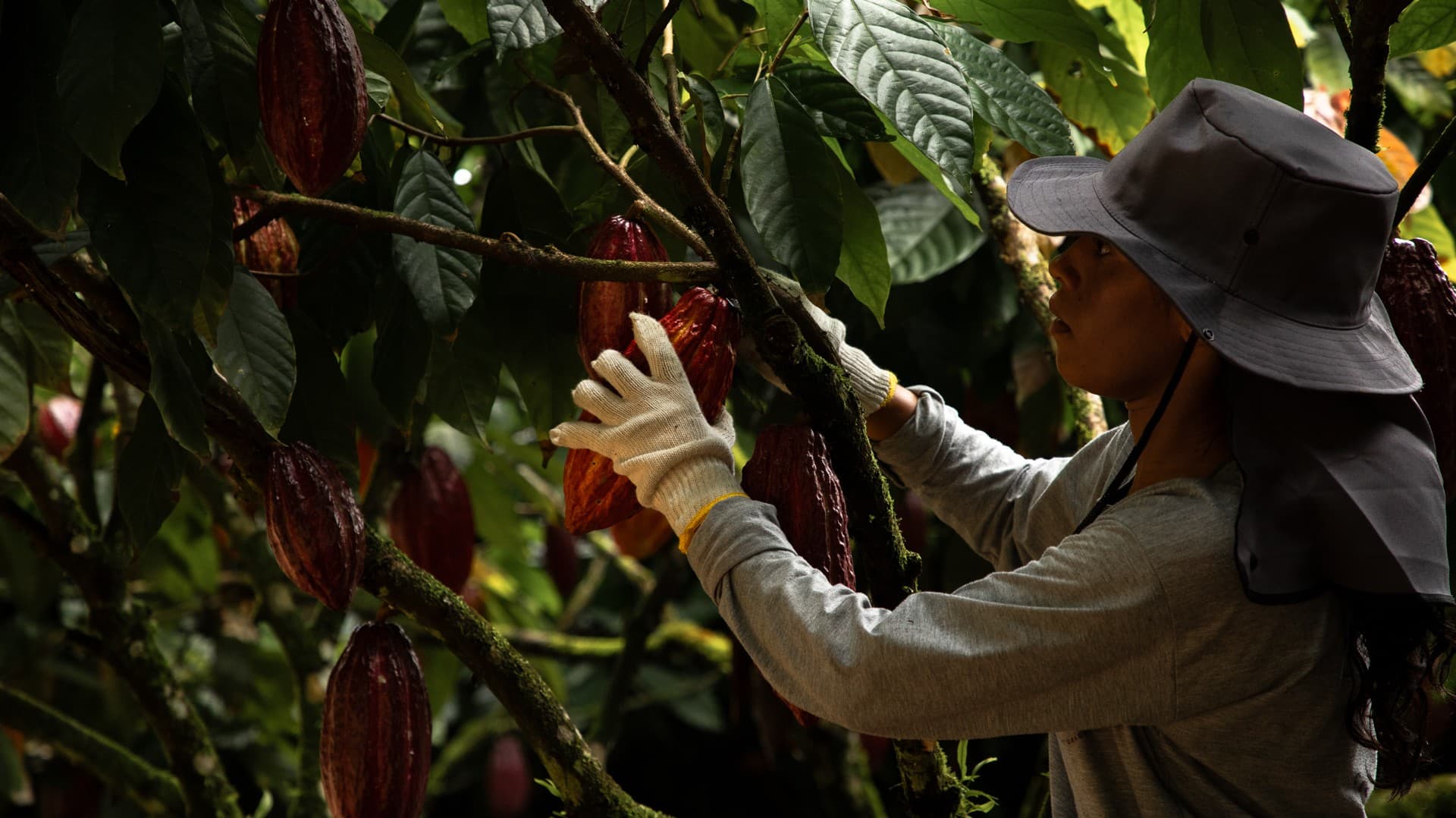 Cacau registra forte alta nos mercados de commodities