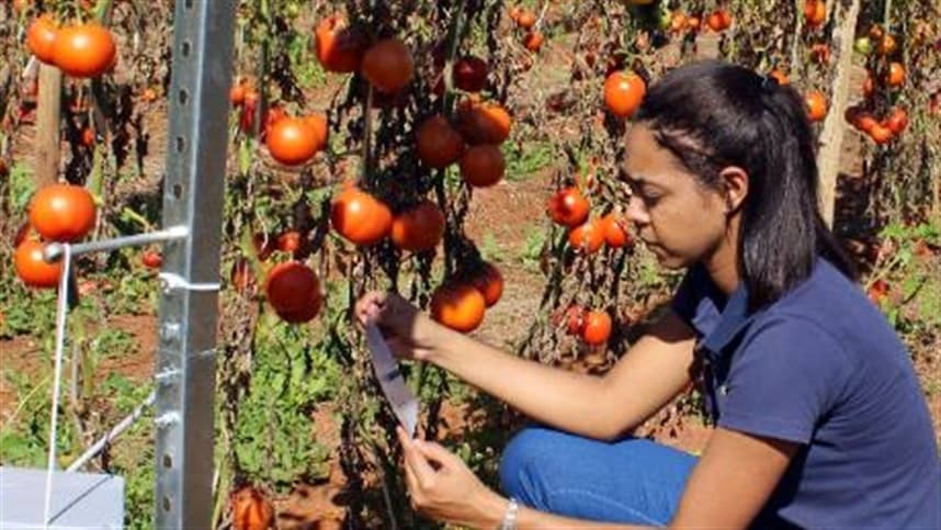 Armadilha digital: aliada contra a praga da tuta absoluta