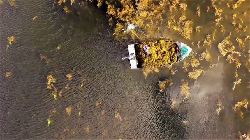 Tecnologia com algas melhora produtividade das lavouras brasileiras
