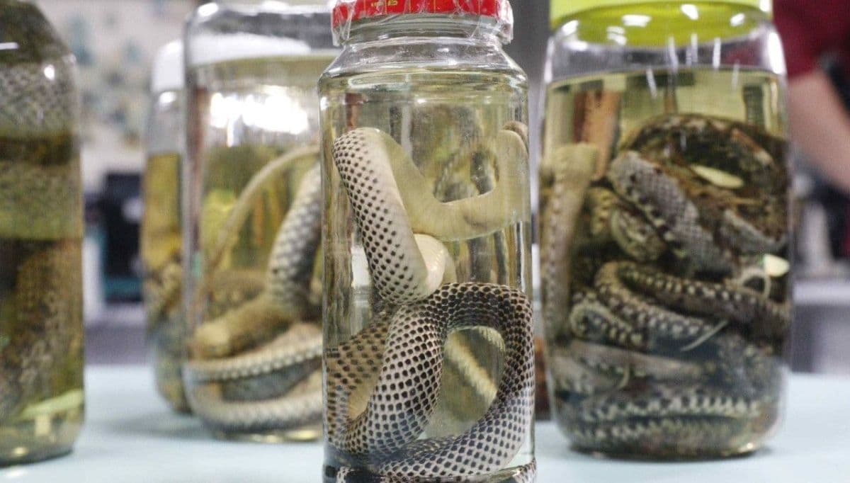 Aumento de acidentes com animais peçonhentos no Amazonas