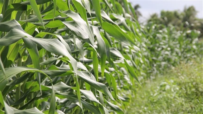 Milho no Sul recebe impacto de clima e colheita lenta