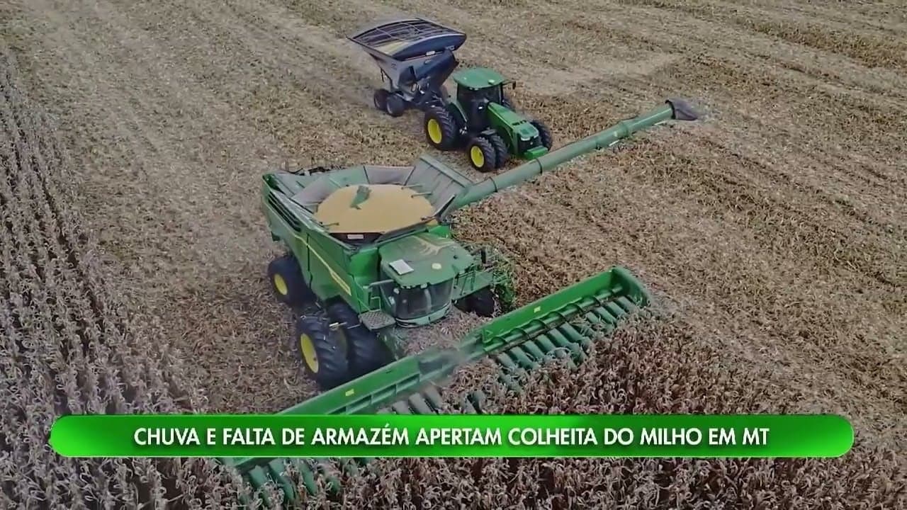 Colheita de milho em Mato Grosso enfrenta desafios com chuvas