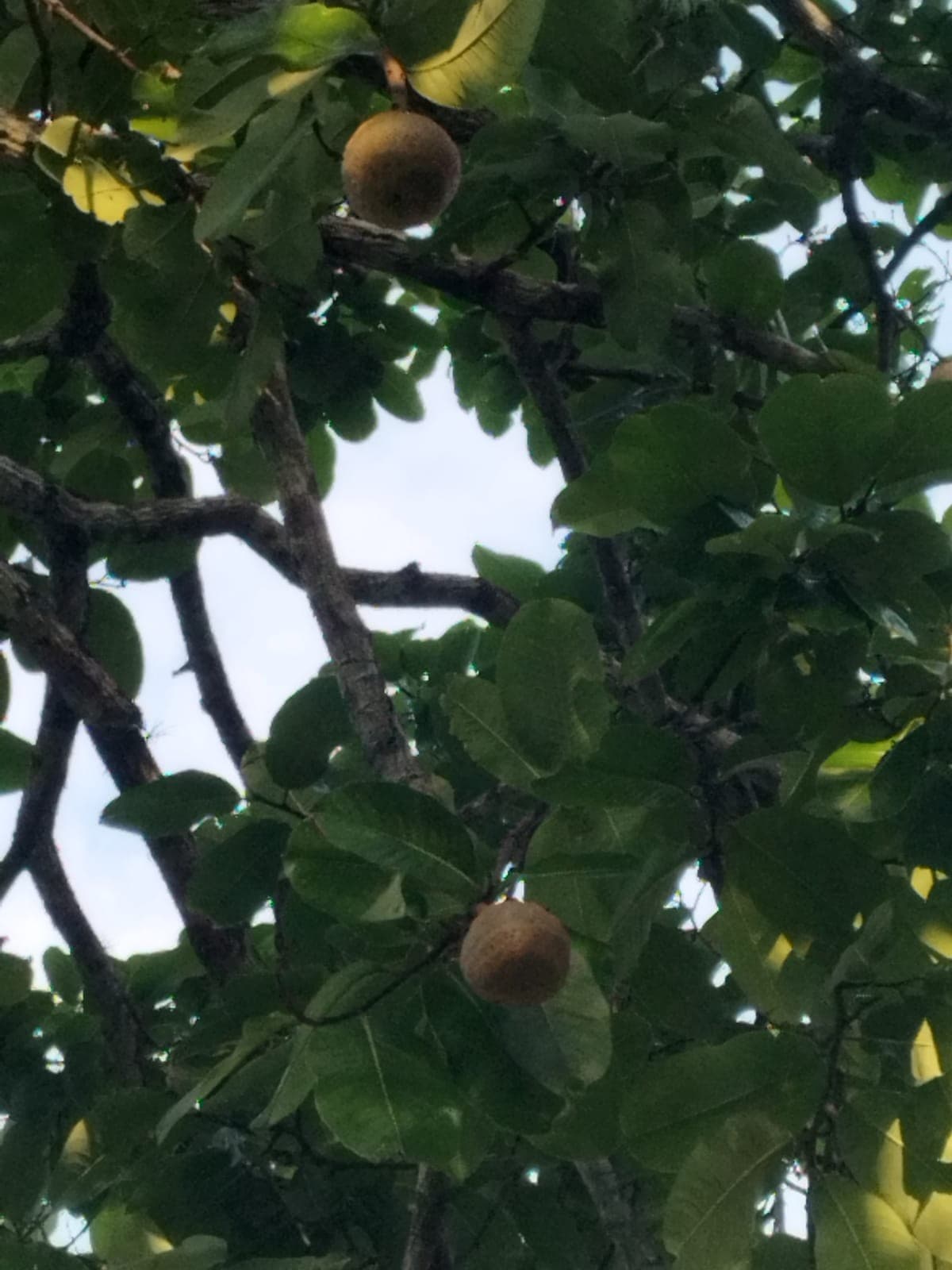 Lichieira em São Gonçalo não floresce; clima pode ser a causa