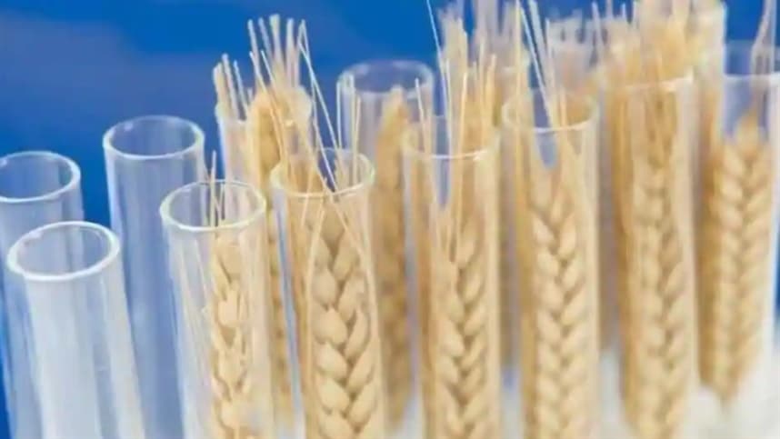 Bioestimulantes naturais aumentam produtividade agrícola sem agredir o meio ambiente