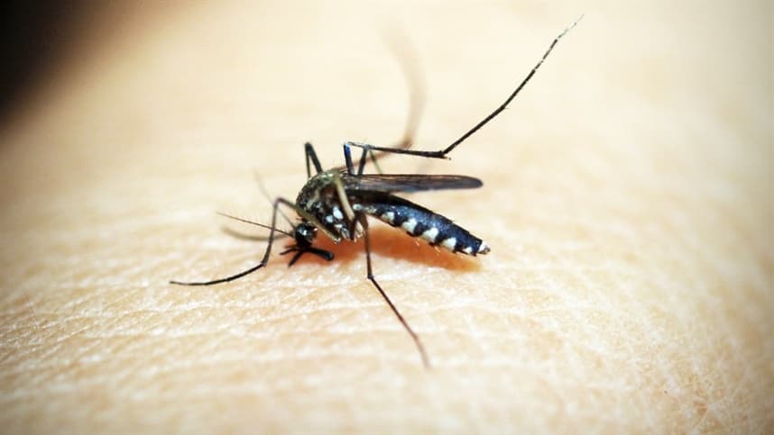 Bactéria Wolbachia como aliada no combate à proliferação do vírus da dengue