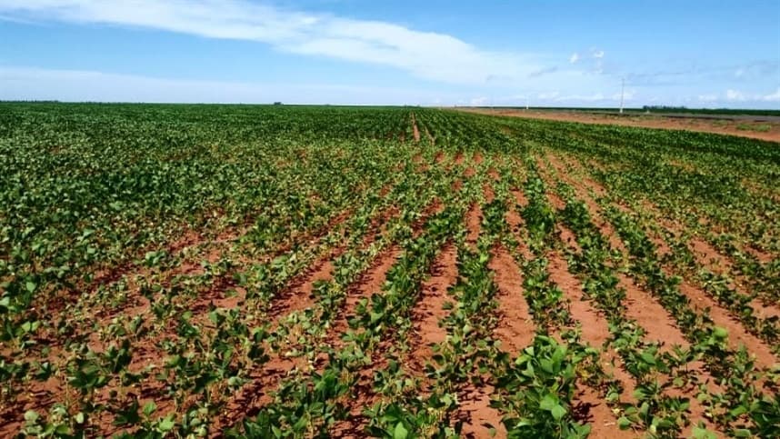 Vazio sanitário da soja começa em Mato Grosso e dura até setembro