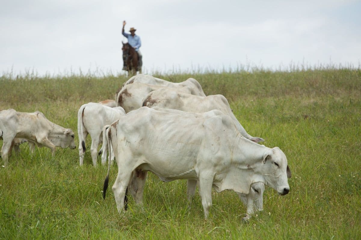 Exportações de sêmen bovino crescem 29% e destacam tecnologia na pecuária