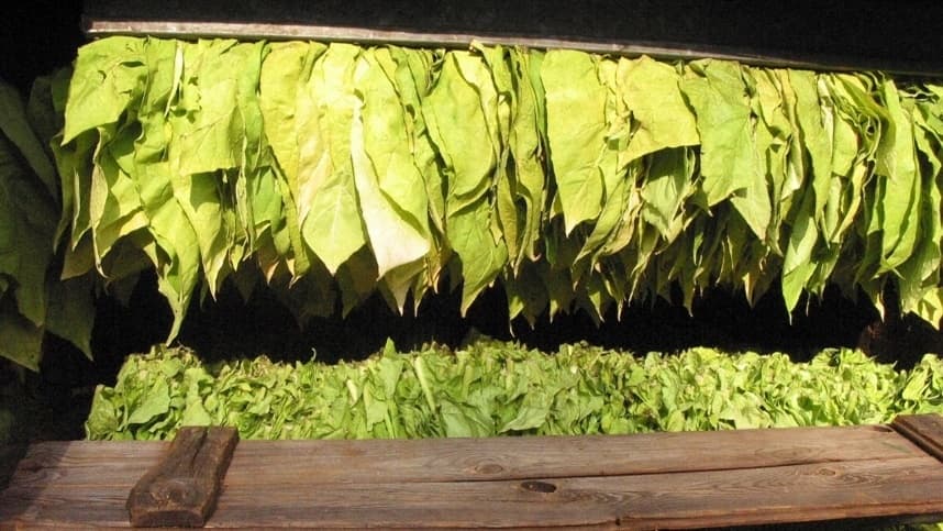 Tabaco no Paraná atinge produção recorde, mas preços caem
