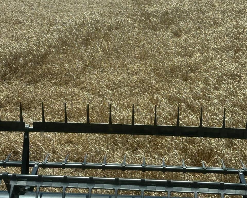 Produção de grãos de inverno no Paraná sofre queda significativa