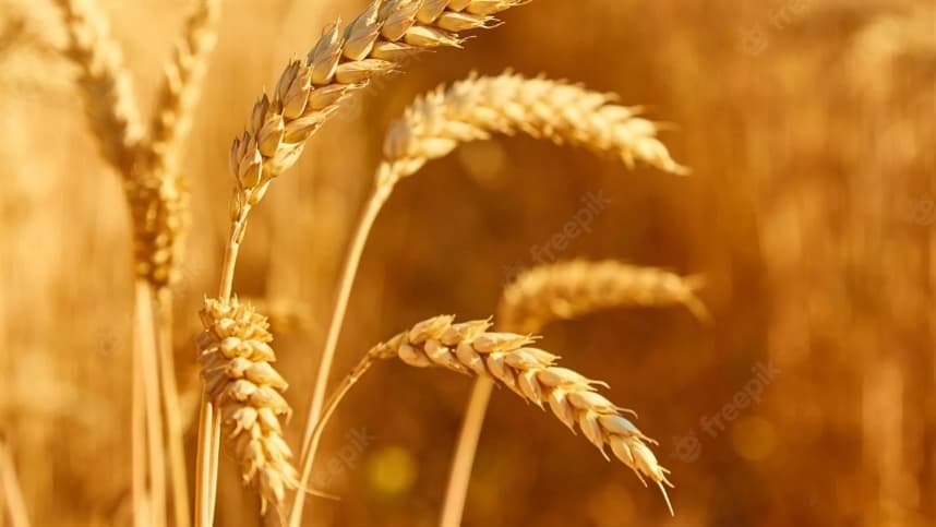 China avança no desenvolvimento de trigo com maior produtividade