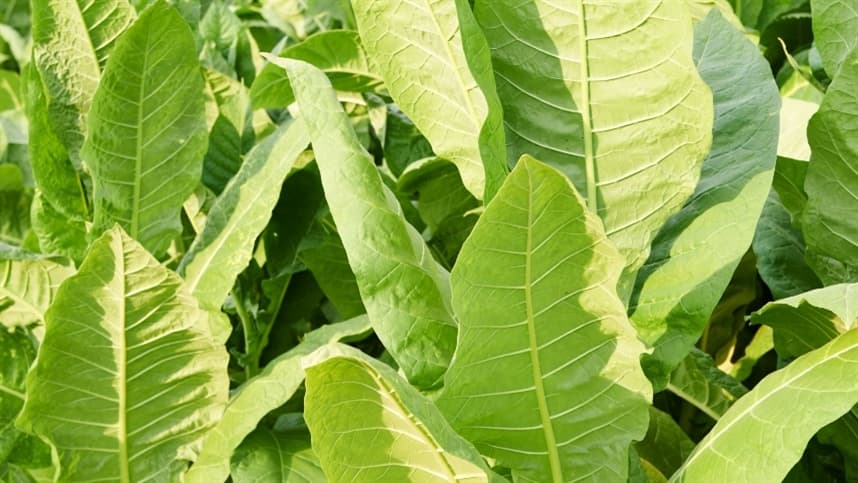 Produção de tabaco atinge 605.703 toneladas na safra 2022/2023