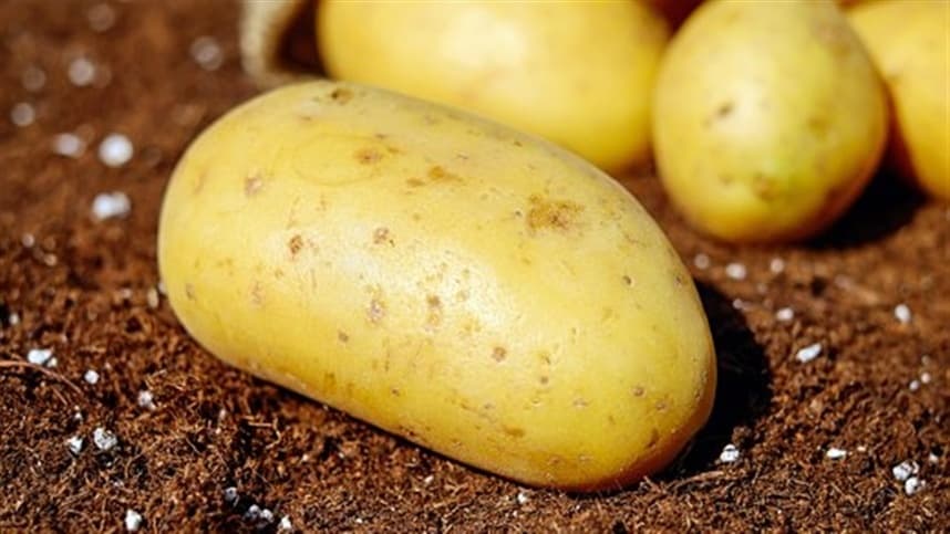 Plantio da batata no Paraná enfrenta atraso por chuvas intensas
