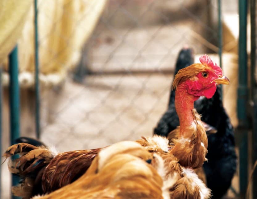 Emater-MG oferece guia gratuito para criação de galinhas e frangos