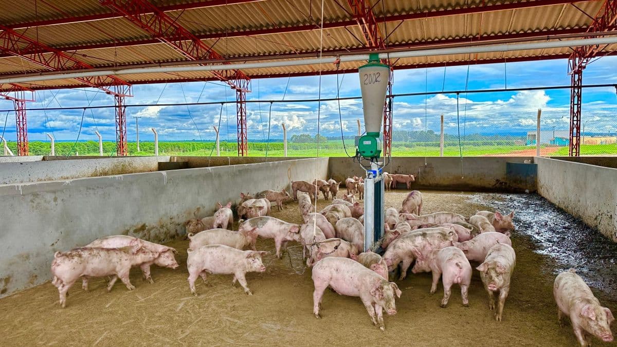 Fazenda em MG conquista primeira certificação de bem-estar animal no Brasil