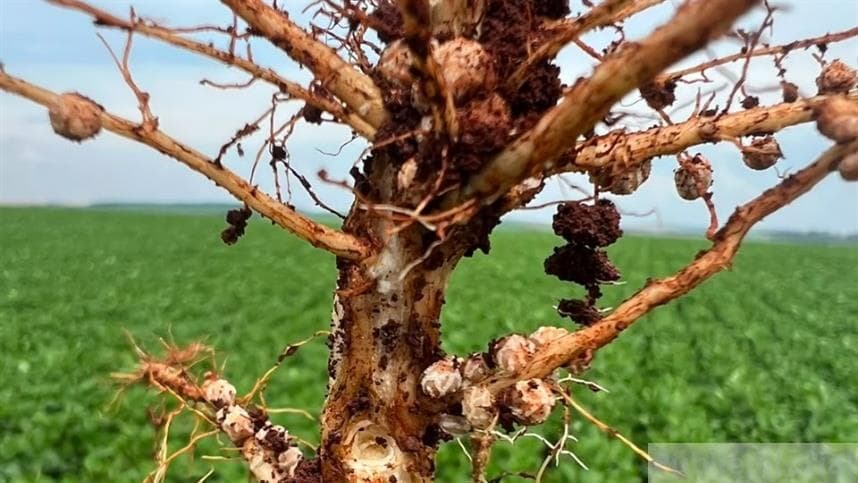 Elmo Max: bionematicida promete combater nematoides na agricultura