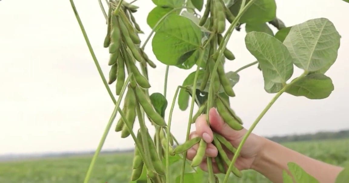 Goiás se destaca com crescimento da soja apesar dos desafios climáticos