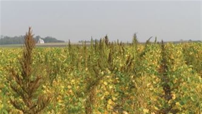 Desenvolvimento de microrganismos sintéticos para controle de plantas daninhas