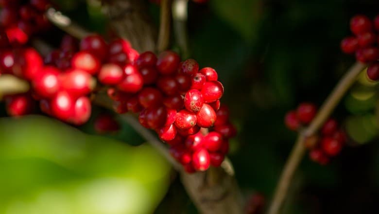 Café arábica sobe na bolsa diante de colheita atrasada