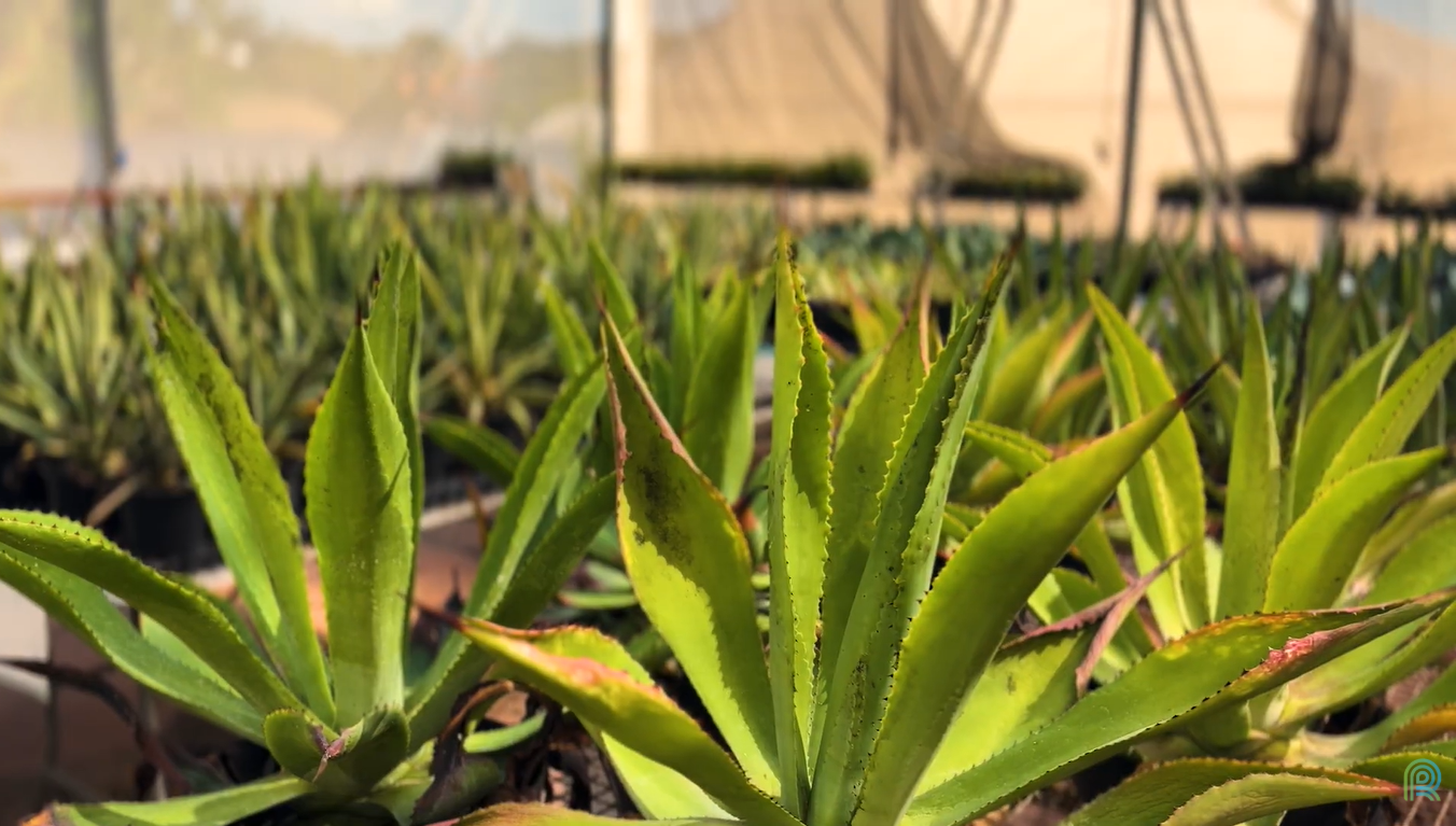 Agave impulsiona produção de bioenergia no semiárido brasileiro