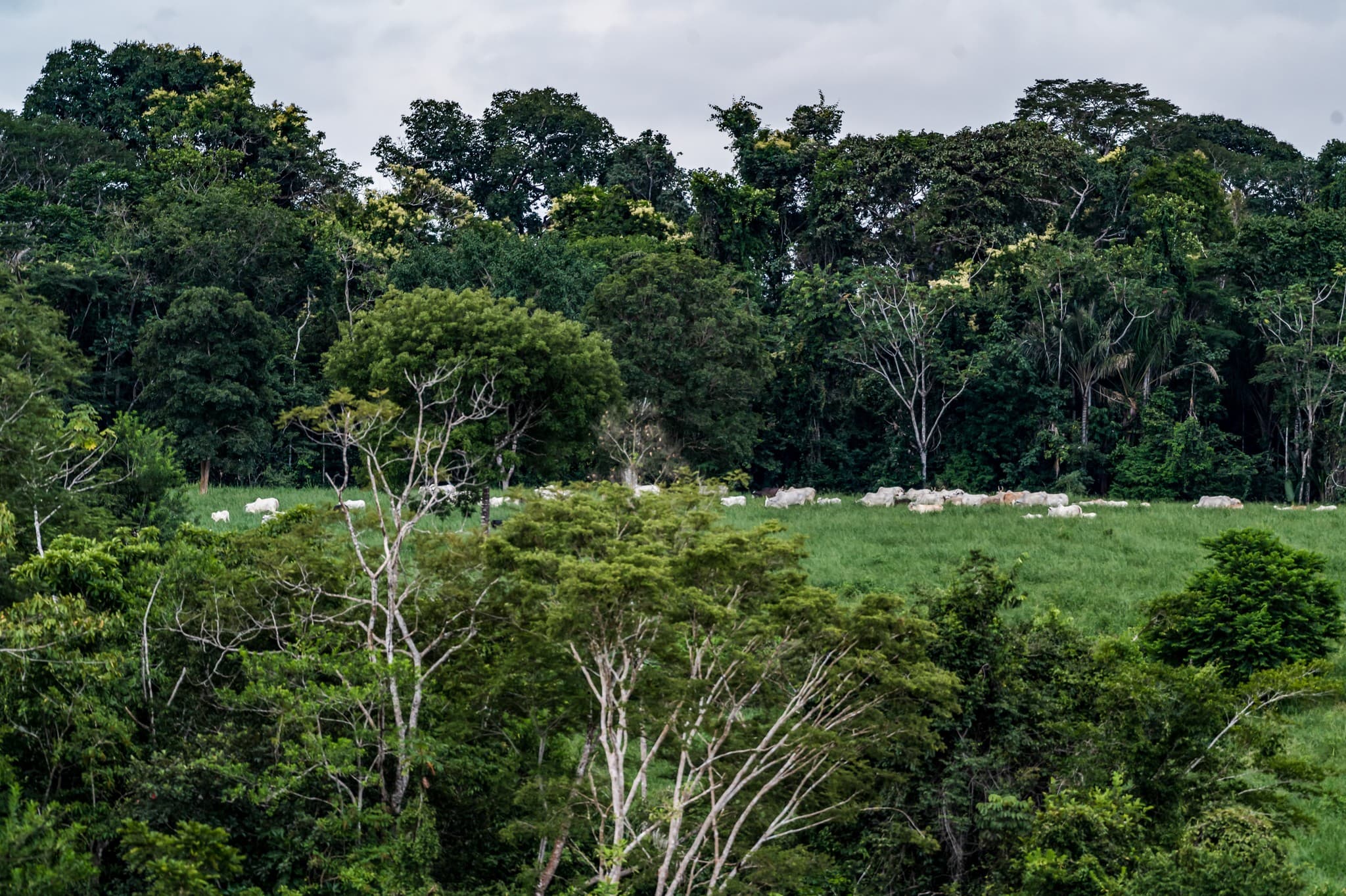 Frigoríficos no Cerrado têm 96% comprometimento baixo com desmatamento