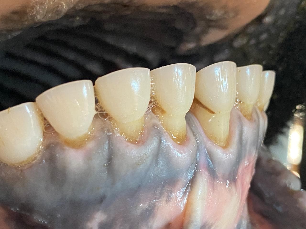 Saúde bucal de bovinos impacta produtividade, alerta veterinarista