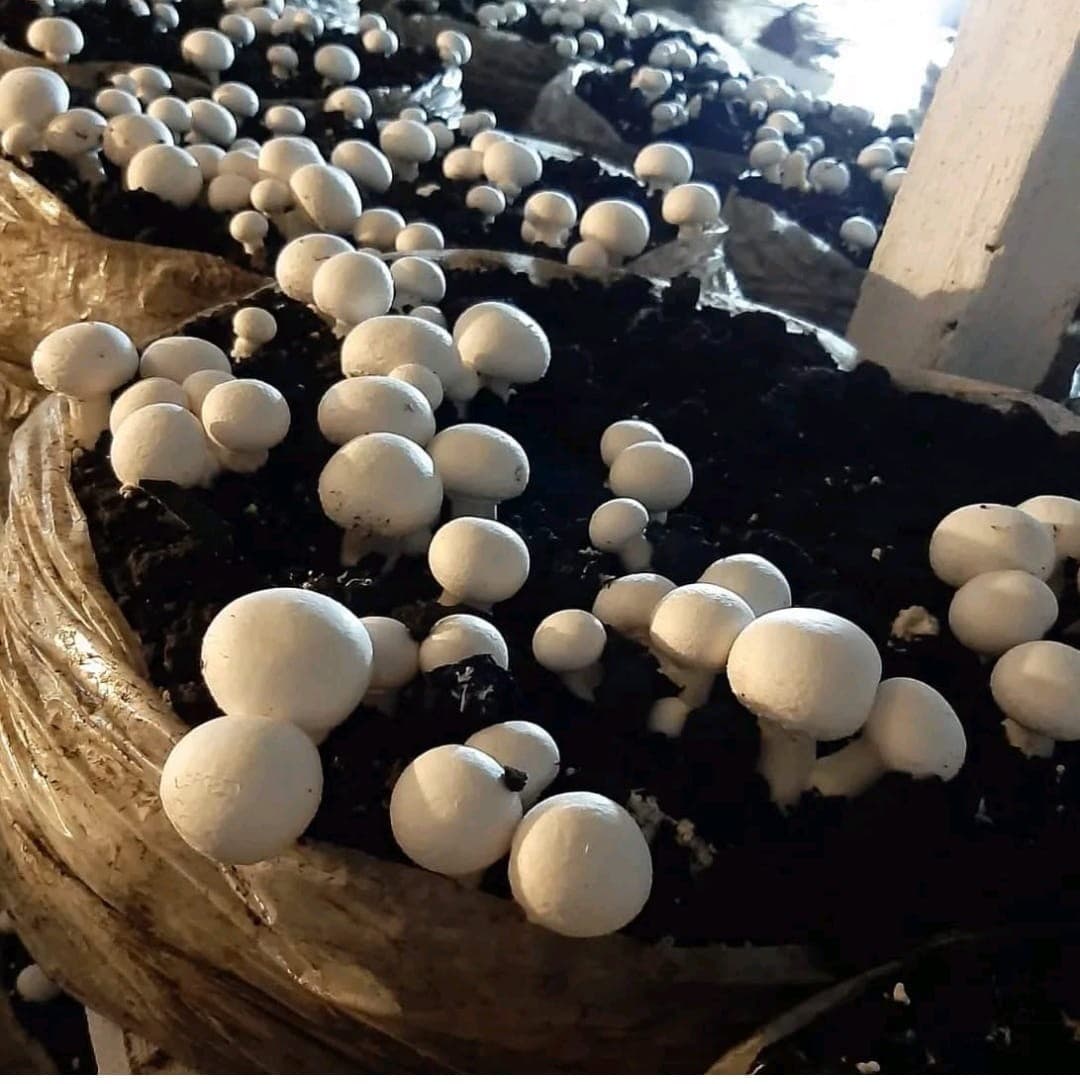 Produção de cogumelos cresce 106% no Paraná em 10 anos