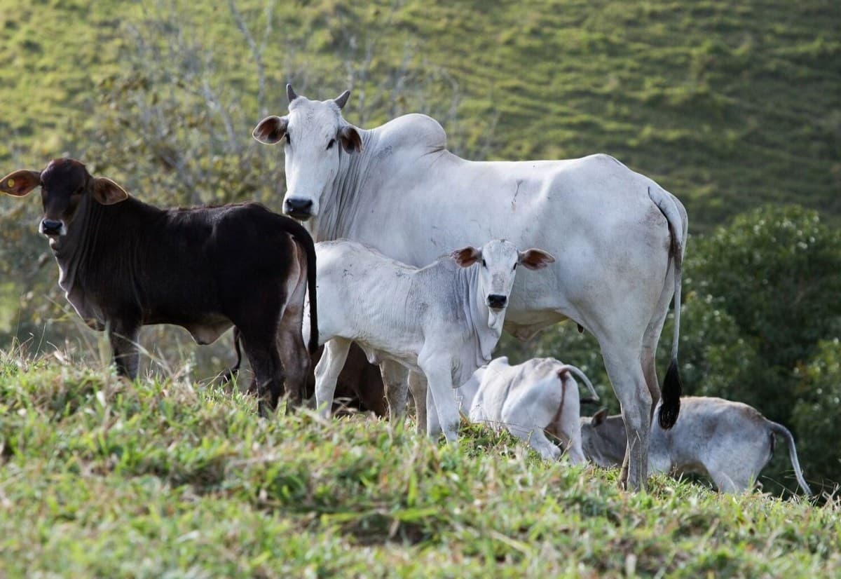 Brasil registra mais animais de criação que habitantes, aponta IBGE