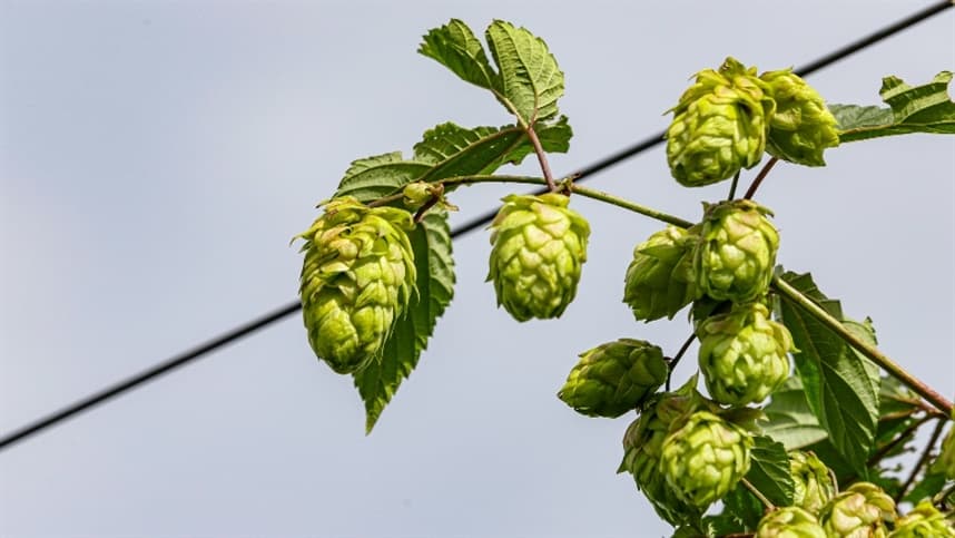 Paraná: o potencial para se tornar a terra do lúpulo