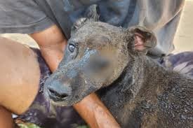 Cachorro é resgatado após incêndio provocado por vingança no DF
