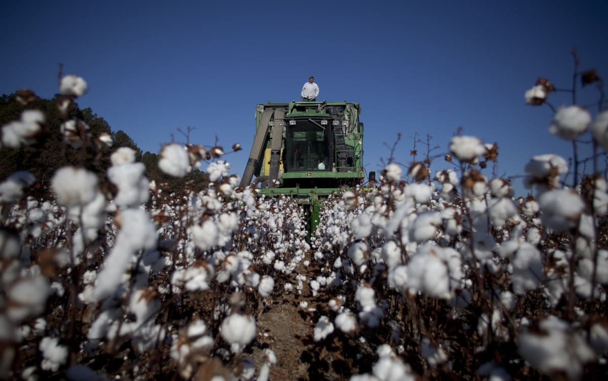 Estados Unidos lancam plano para reativar a indústria do algodão