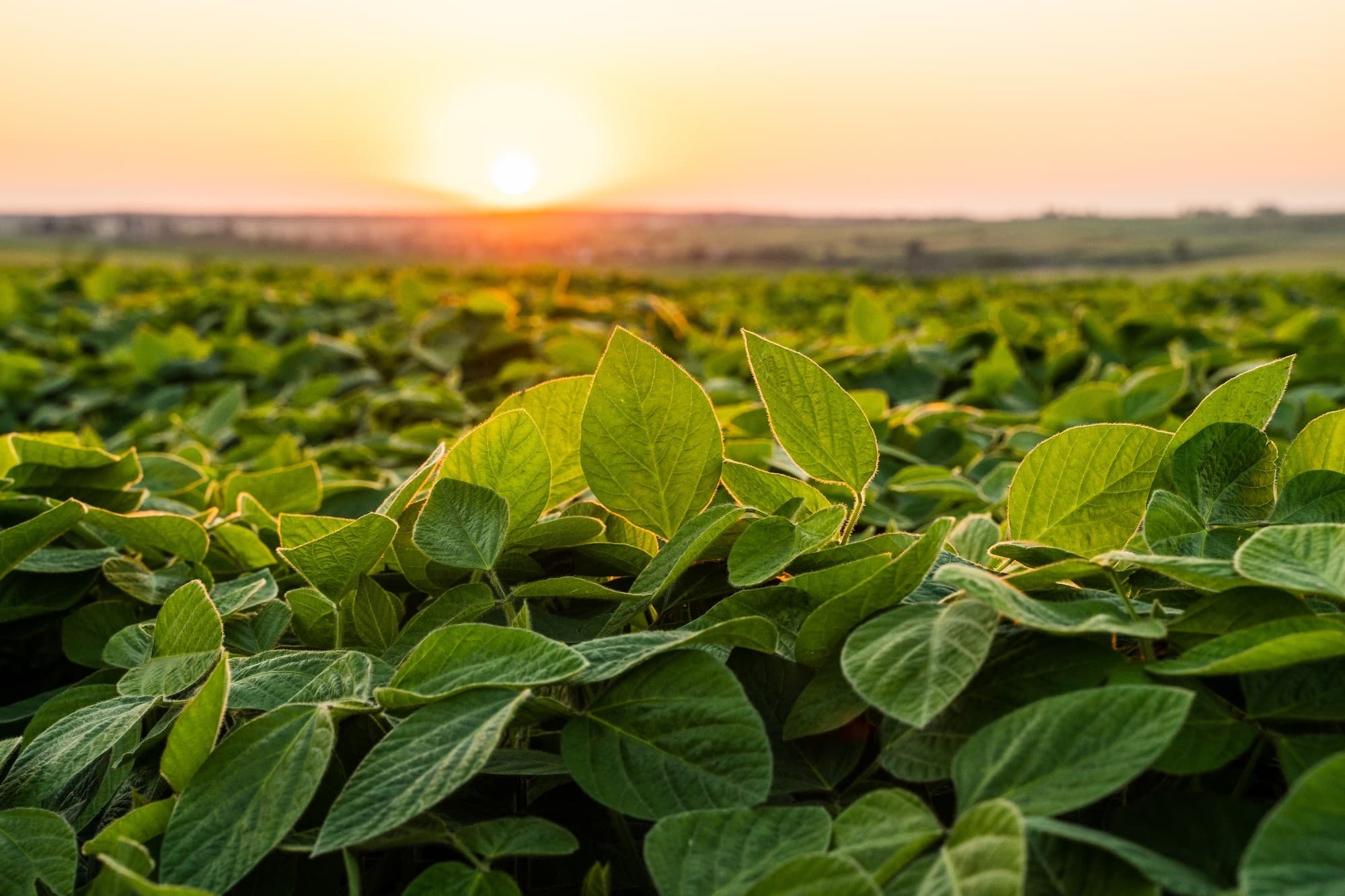 Cade aprova venda de terras de Radar para SLC Agrícola e Bom Futuro