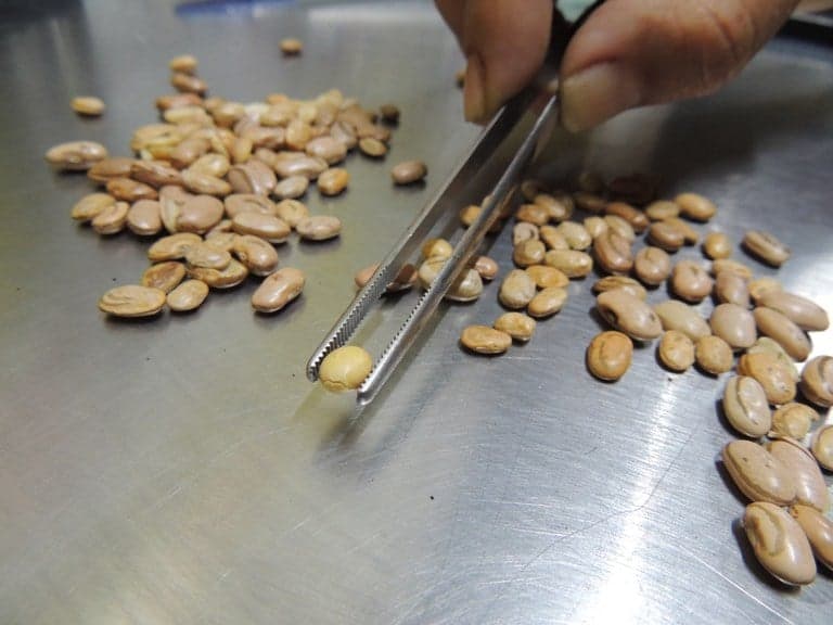 Nova proteína de feijão carioca promete revolucionar a indústria alimentícia