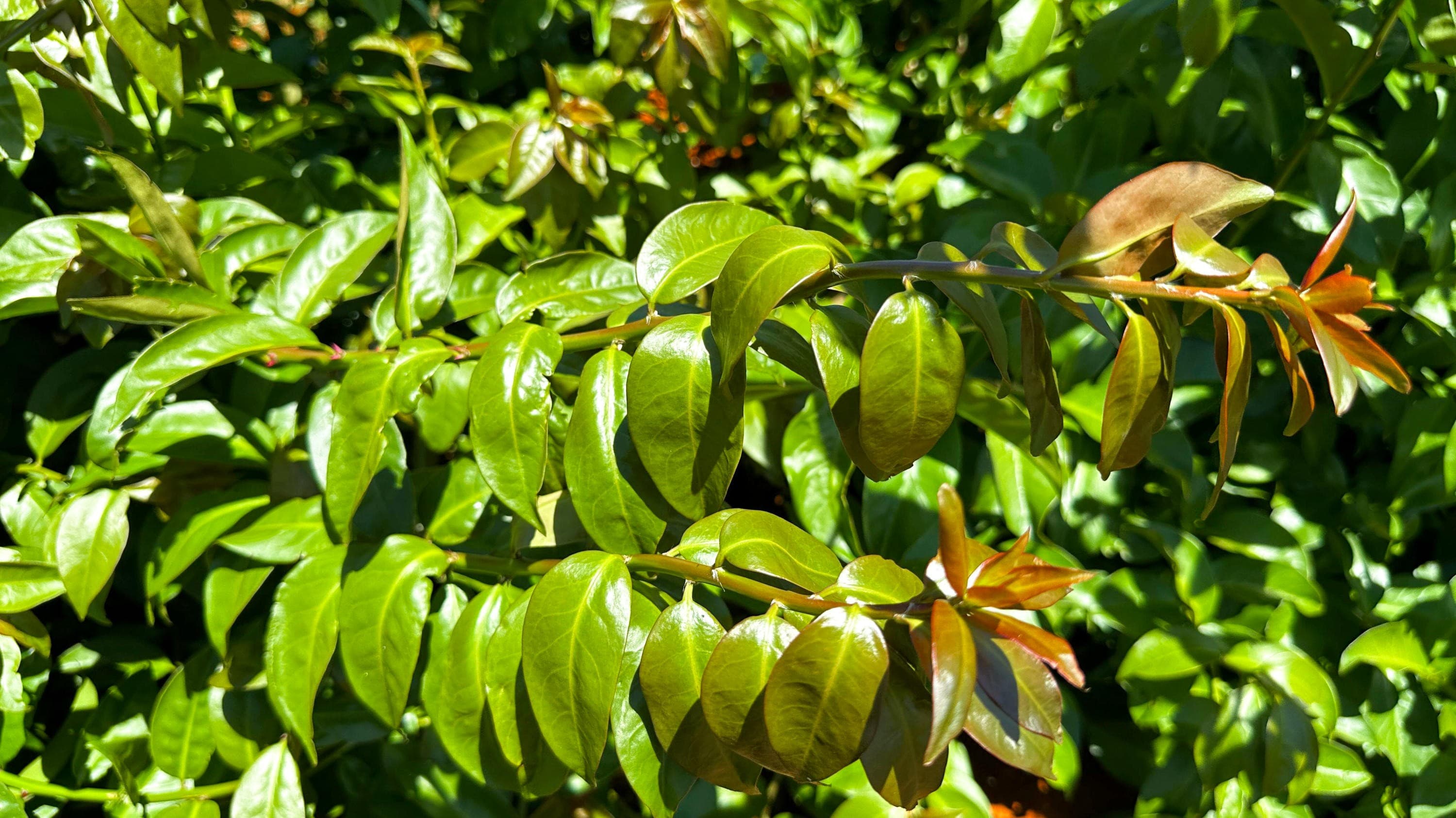 Embrapa destaca ora-pro-nóbis em folheto sobre PANCs