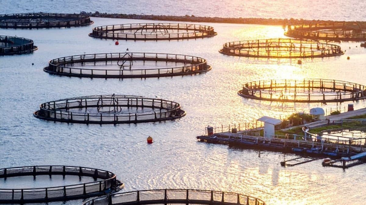 Produção de peixes no Brasil cresce 7,1% em 2025, com tilápia destacando-se