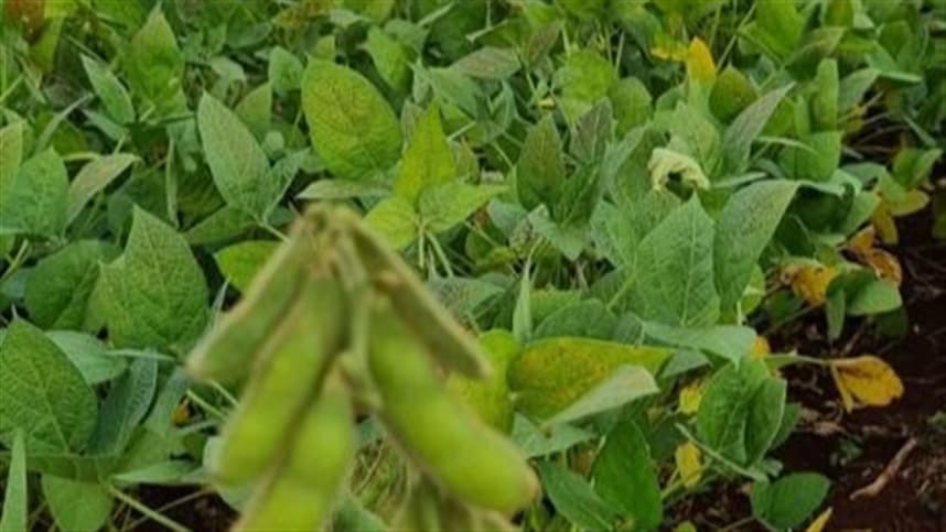 Impacto nos produtores dos EUA devido à guerra comercial com a China