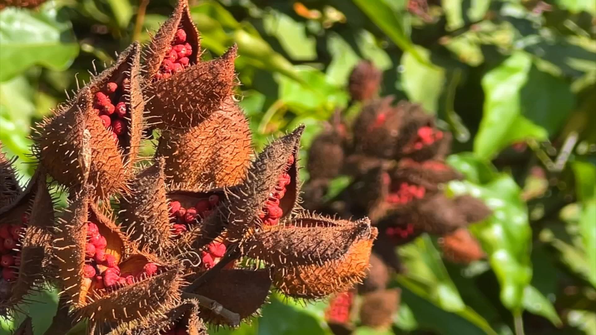Emater de Rondônia apresenta cartilha sobre cultivo de urucum