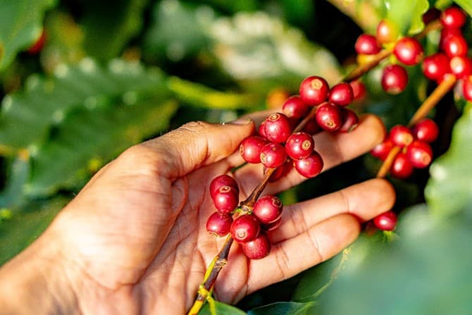 Colheita de café arábica avança no Cerrado, mas ainda é lenta