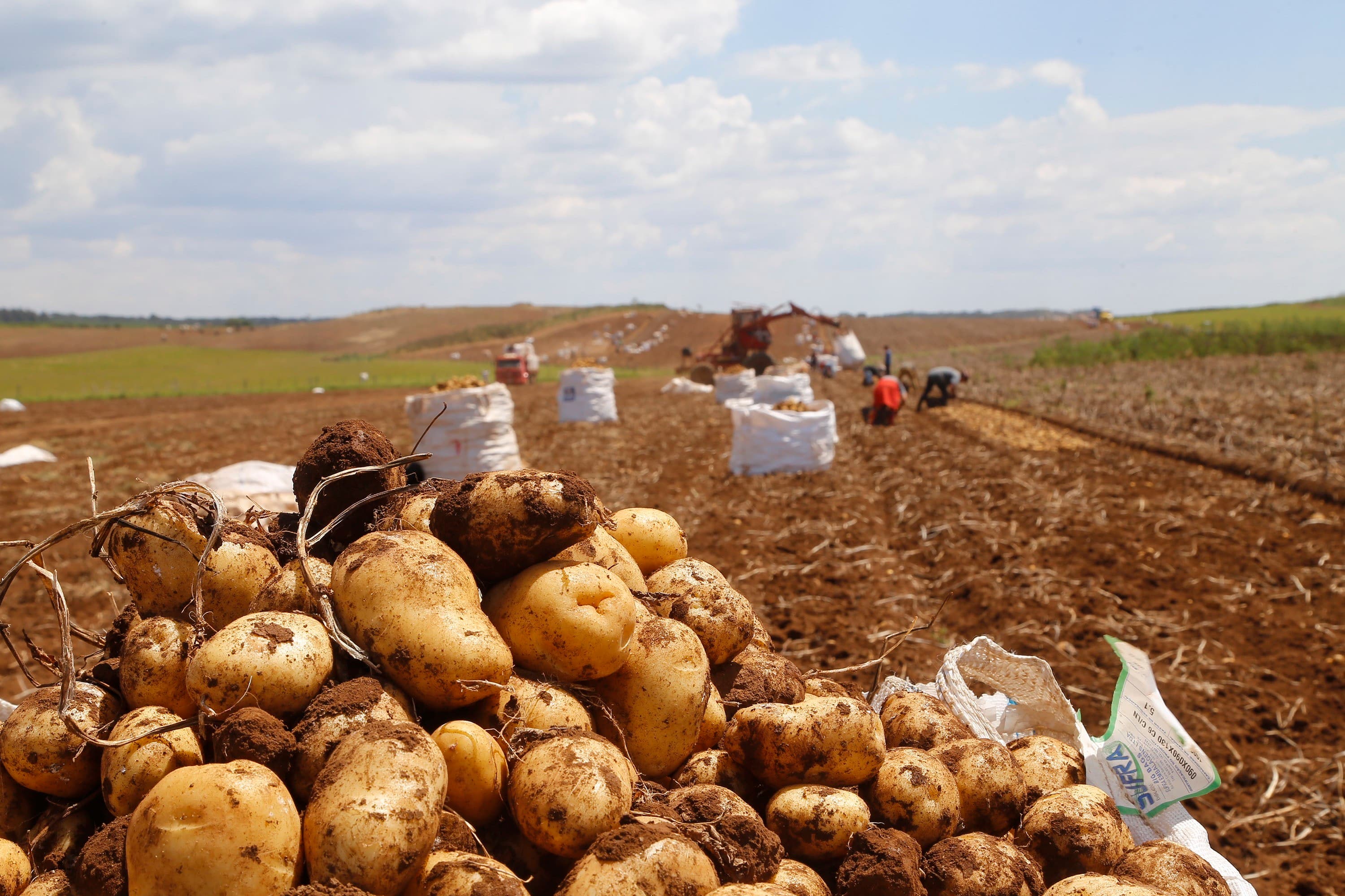 Colheita de batata avança e preços caem com redução de chuvas