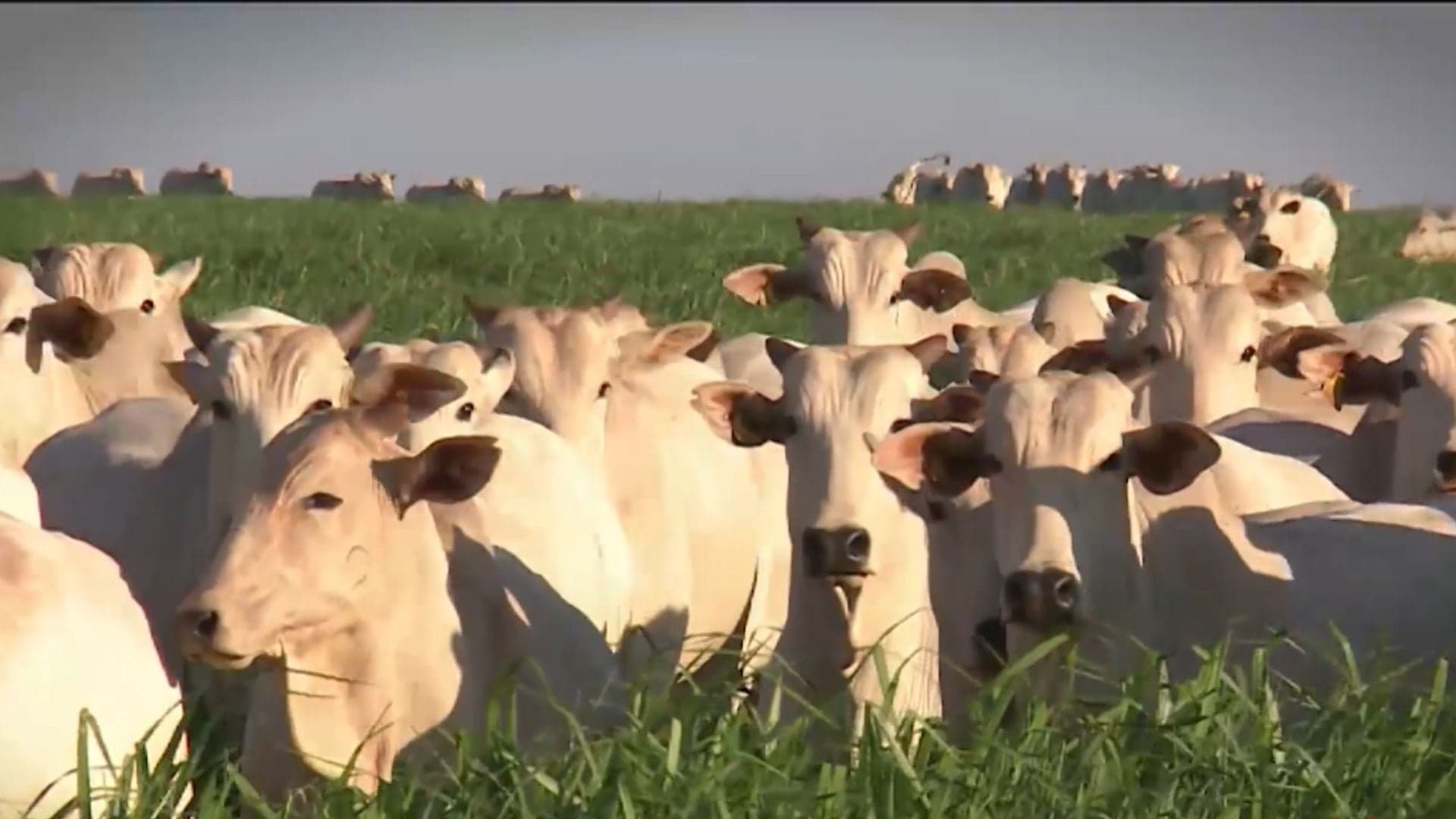 Mato Grosso registra queda histórica no abate de bovinos em 2026