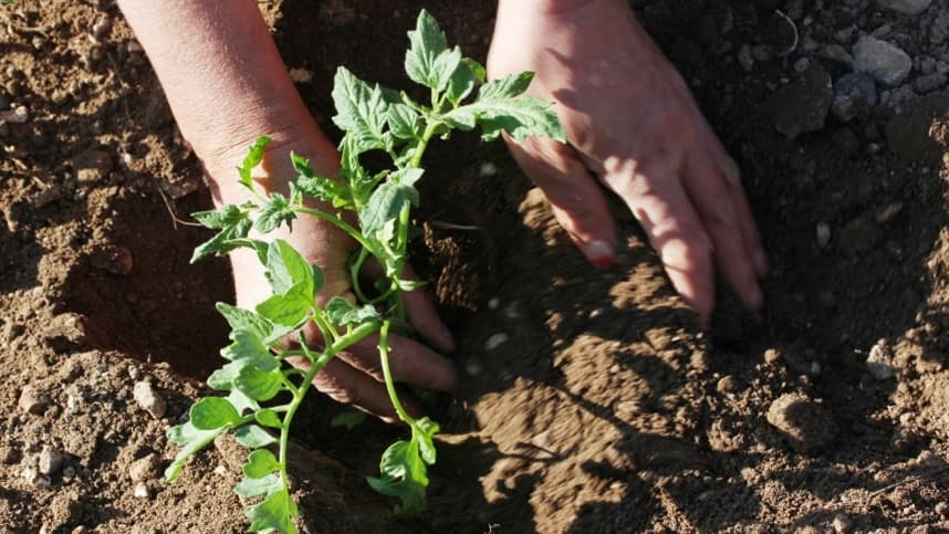 Tomate: Sementes secas ideais para plantio