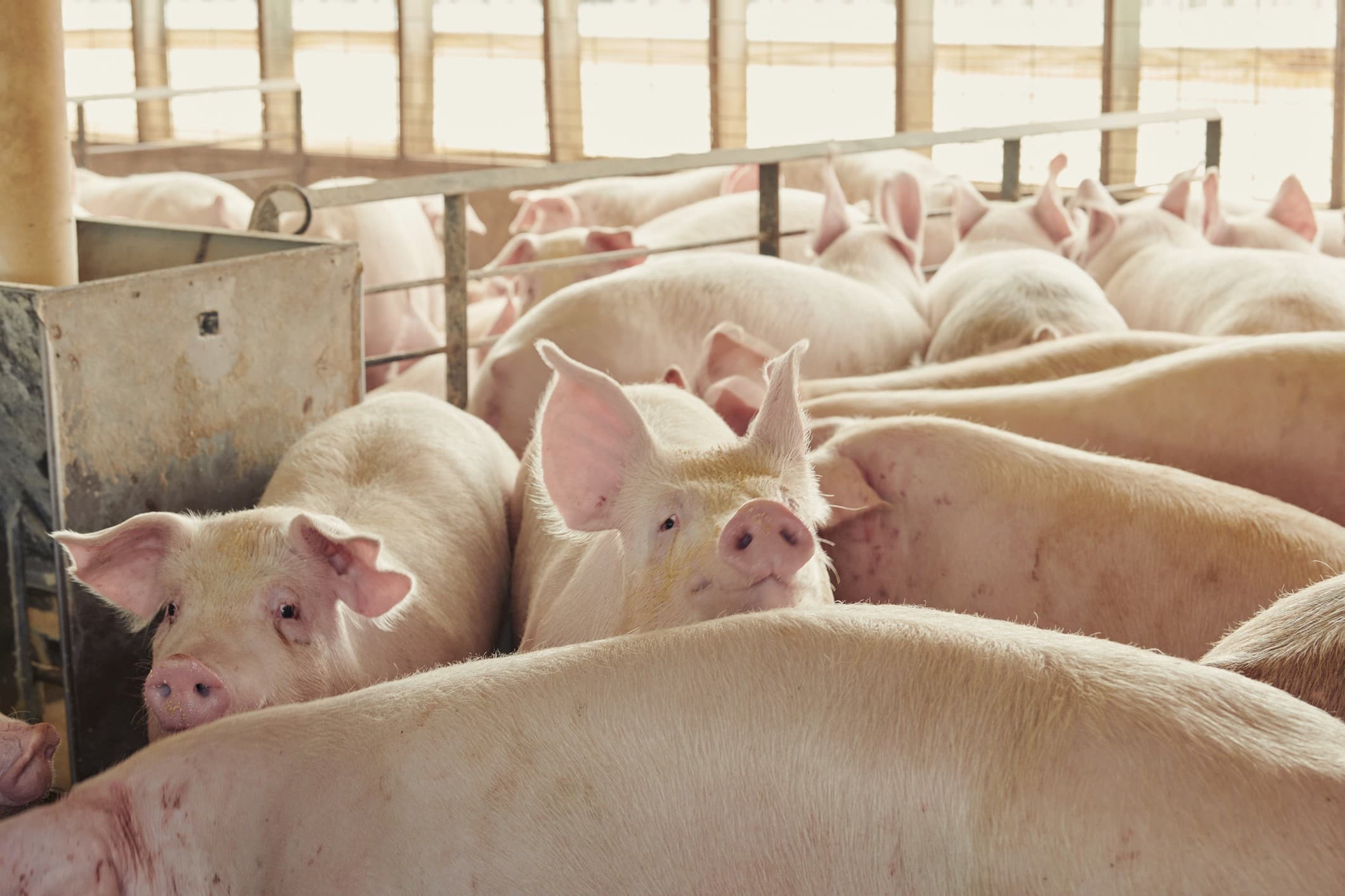 Preços de suínos despencam em 2026, afetando produtores