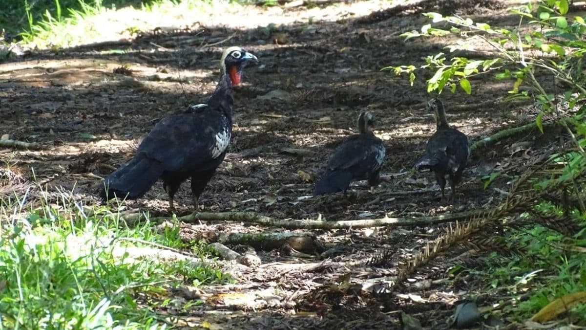 Retorno da jacutinga indica mudança no agronegócio brasileiro