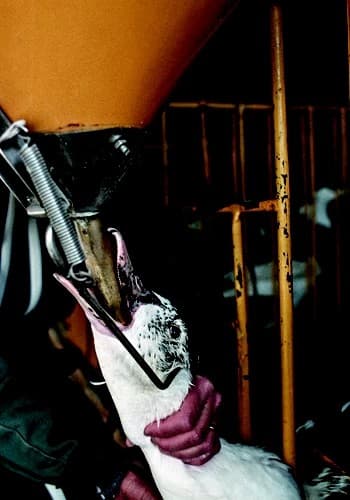 Câmara proíbe foie gras e destaca bem-estar animal no Brasil