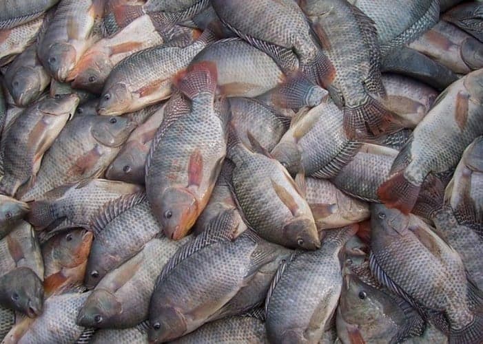Preços da tilápia permanecem estáveis enquanto exportações disparam