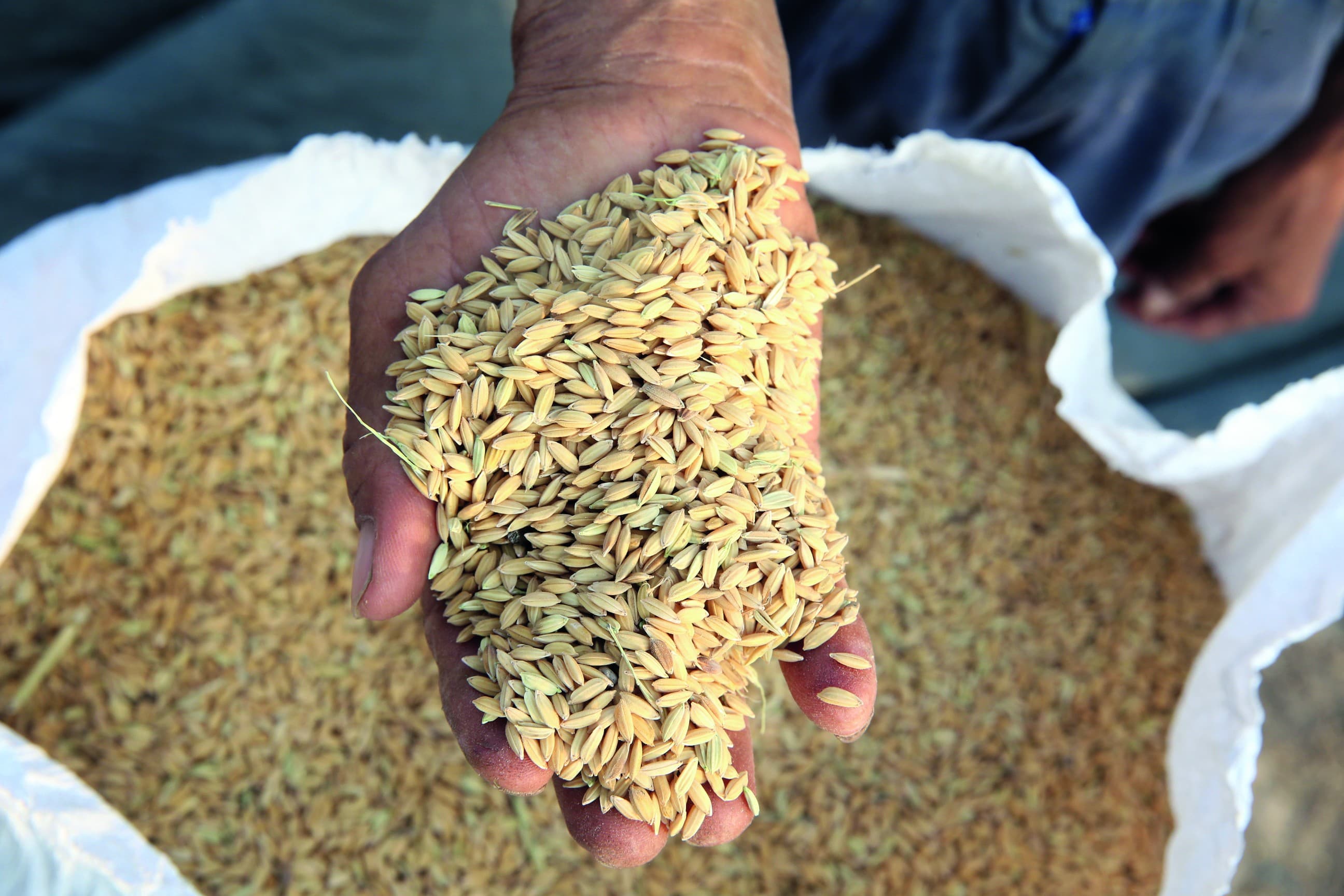 Arroz no Rio Grande do Sul: baixa liquidez e quedas nas exportações