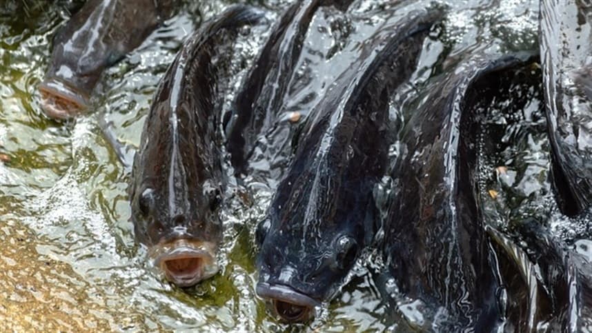 Importação de tilápia do Vietnã ameaça piscicultura brasileira