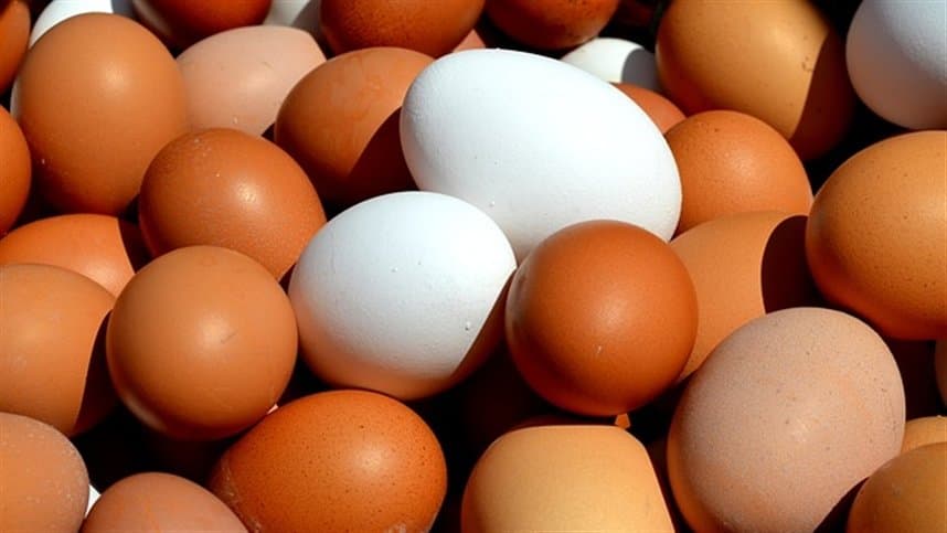 Produção de ovos no Brasil cresce 4,1% em 2026, alcançando 64,8 bilhões de unidades