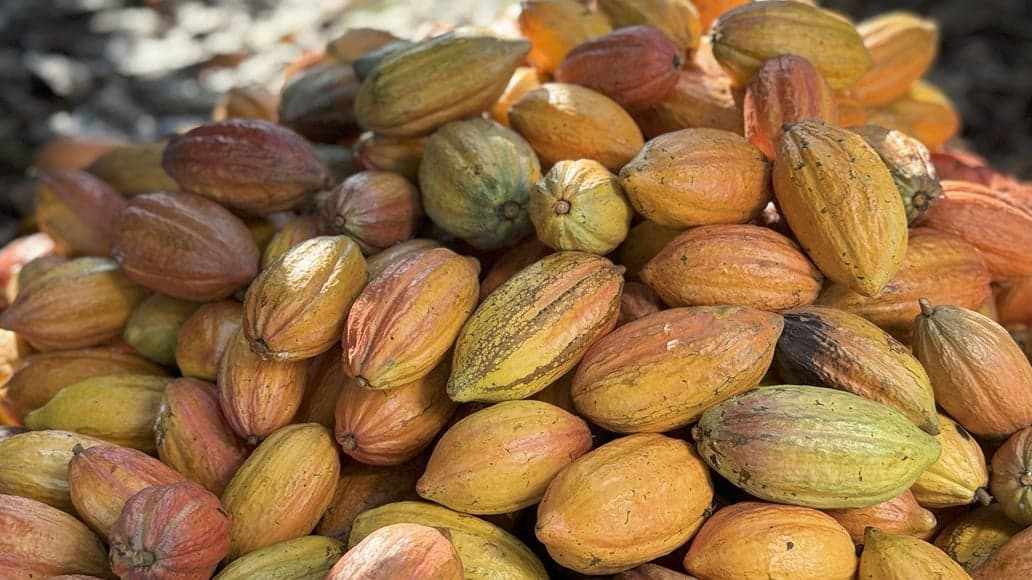 Cacau brasileiro aumenta competitividade na Europa com sustentabilidade